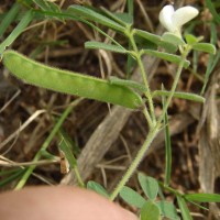 Tephrosia pumila (Lam.) Pers.